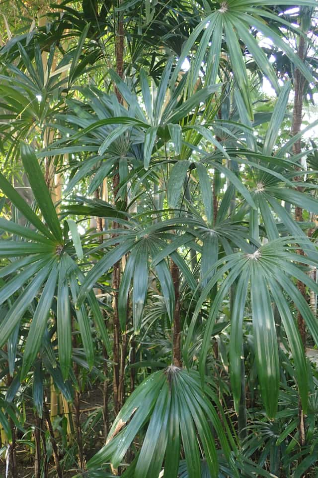 Palmeira-ráfia-anã