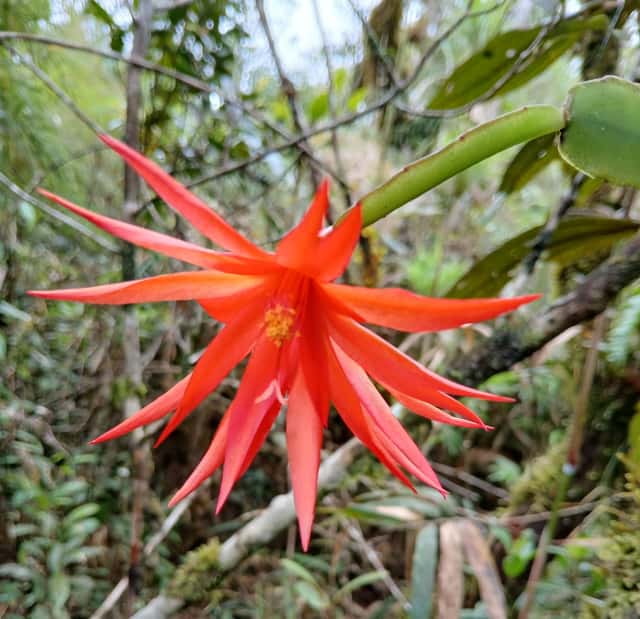 Easter Cactus