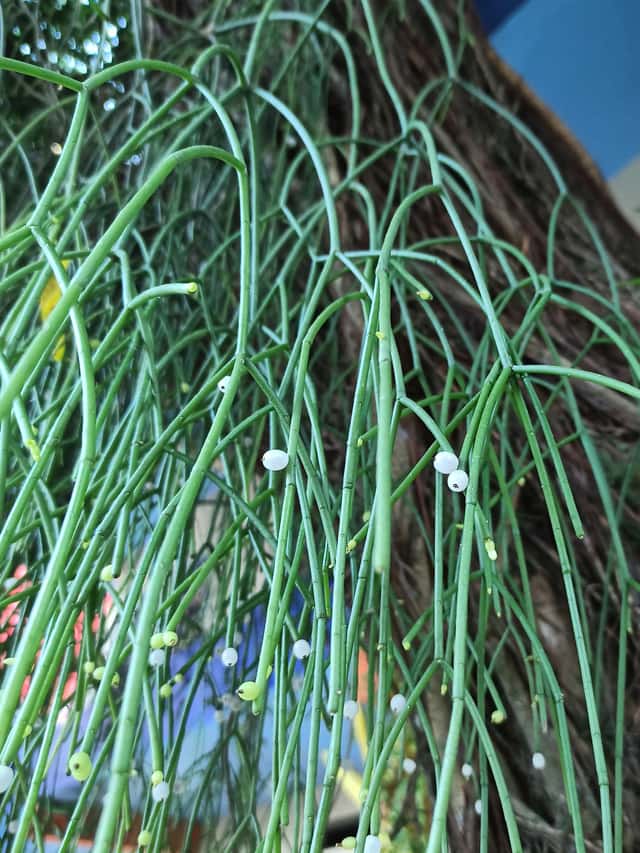 Patyczak (Rhipsalis)