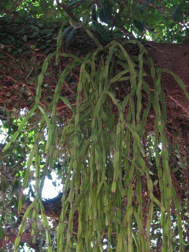 Cactus cadena