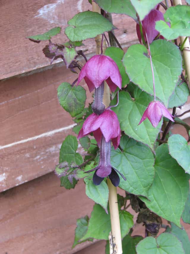 Purple Bells
