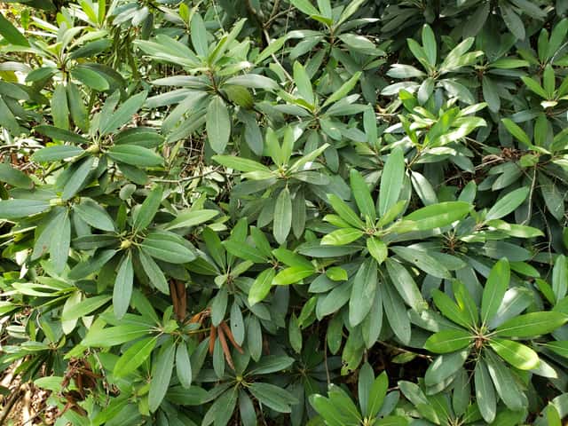 Veliki rododendron