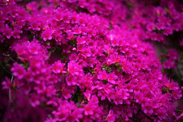 Azalea Kurume