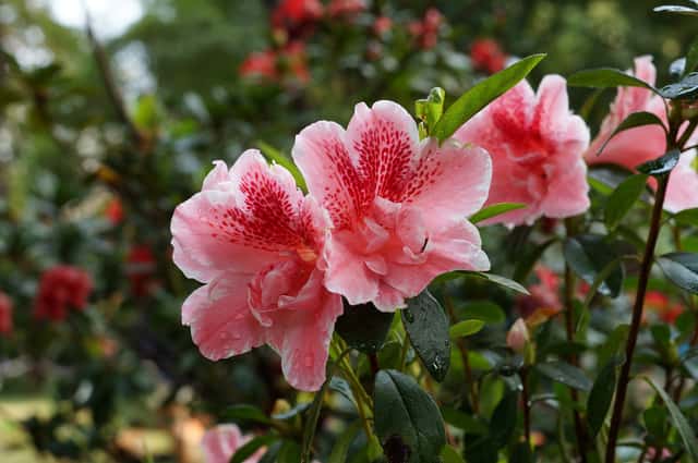 Azalea