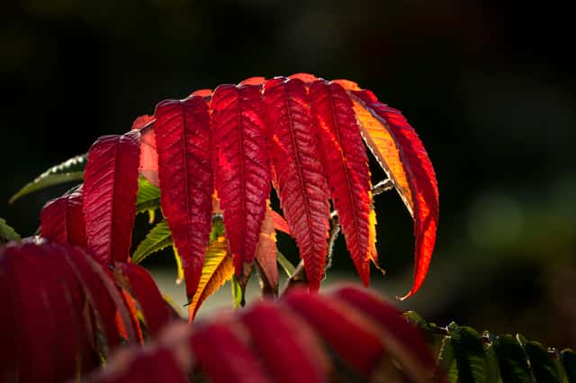 Sumac
