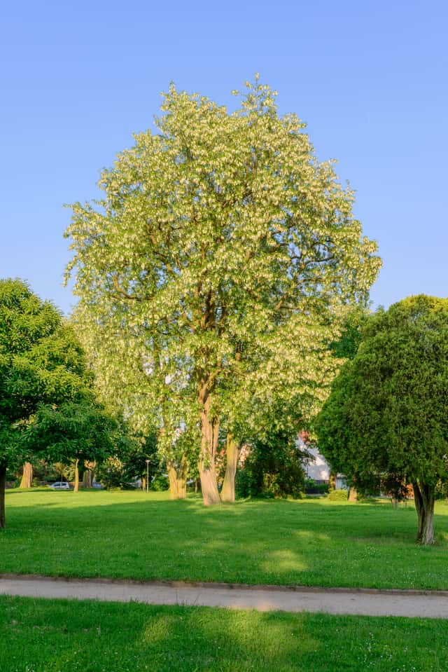 Pink Black Locust