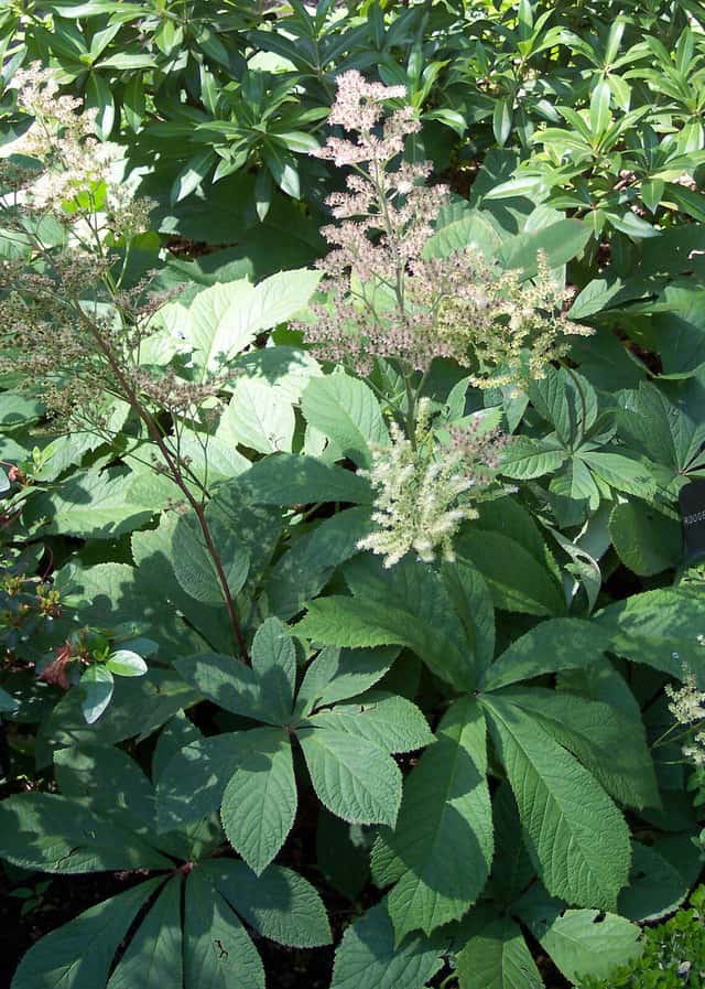 Rodgersia-de-folha-de-castanheiro