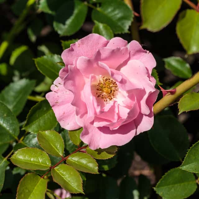 Rosa
