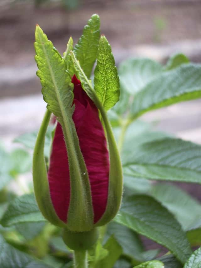 Rosa