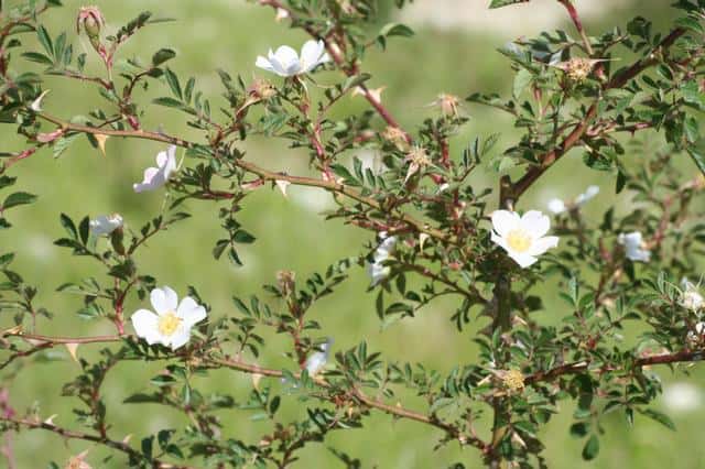 Roseira-brava-de-folhas-pequenas