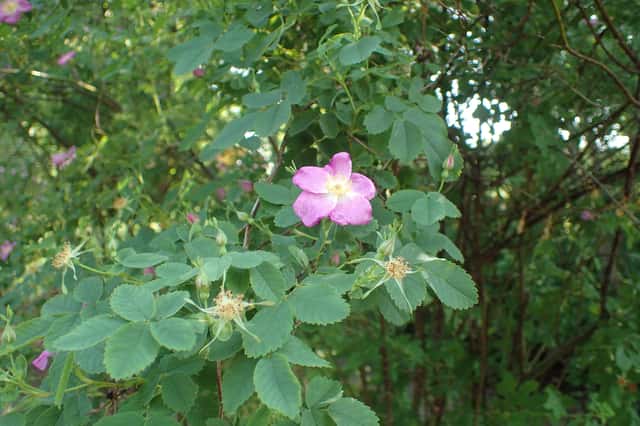 Rosa-da-Califórnia