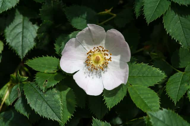 Rosa-canina