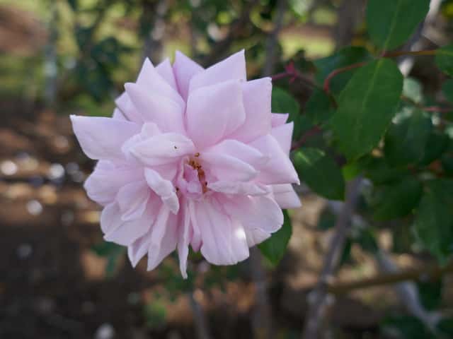 Rosa Cécile Brunner