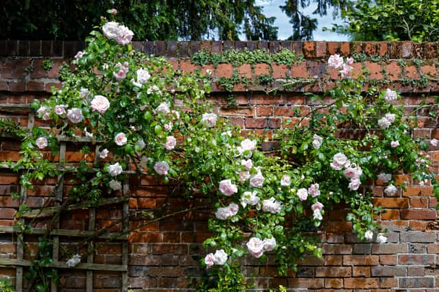 Rosa Trepadeira 'Nice Day'