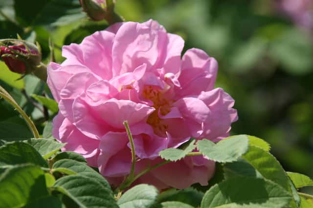 Damask Rose
