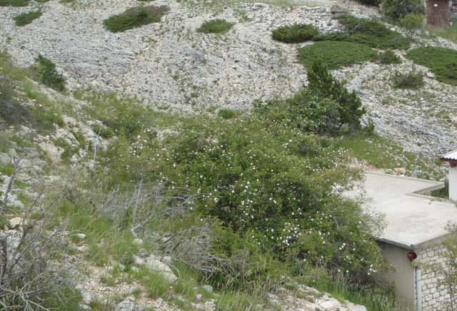 Roseira-brava-glauca