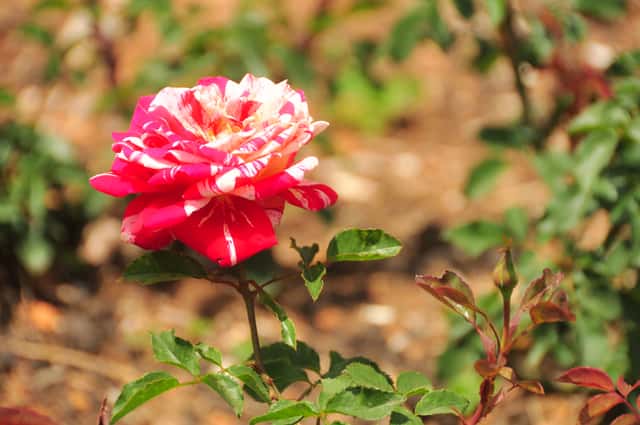Hybrid Tea Rose