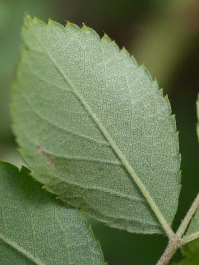 Rosa-multiflora