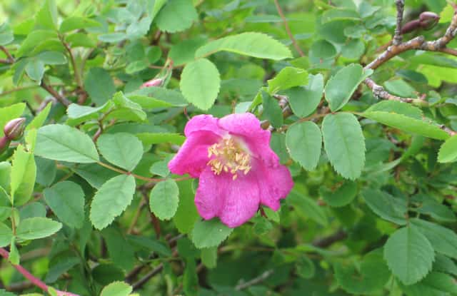 Alperose