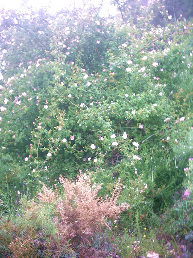 Rosa-escocesa