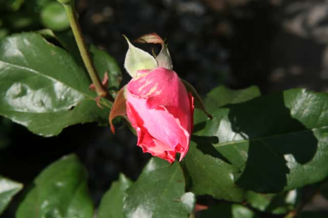 Rosa Grandiflora