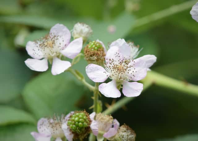 Himalayan Blackberry