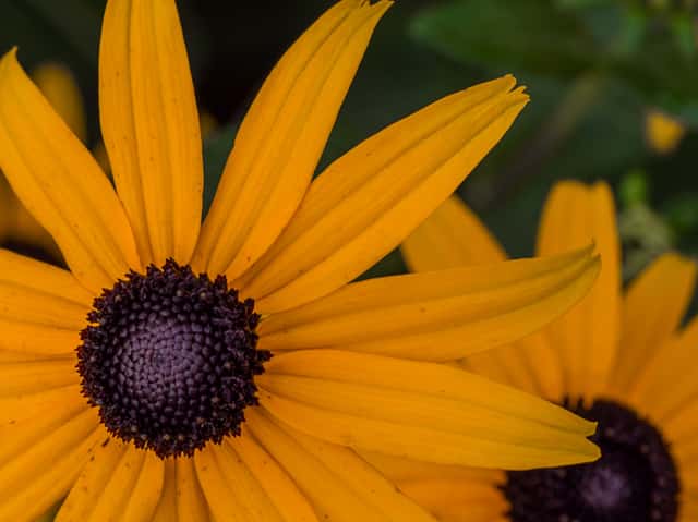 Black-eyed Susan