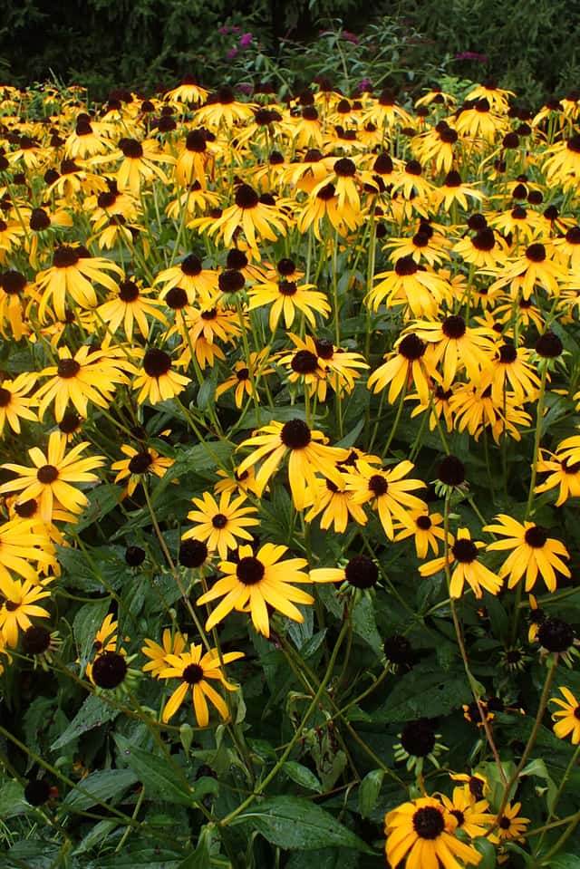 Rudbeckia naranja