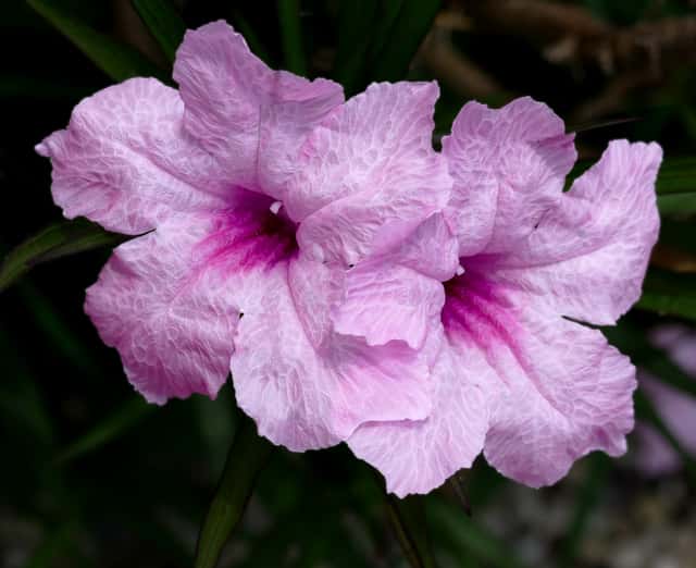 Mexican Petunia
