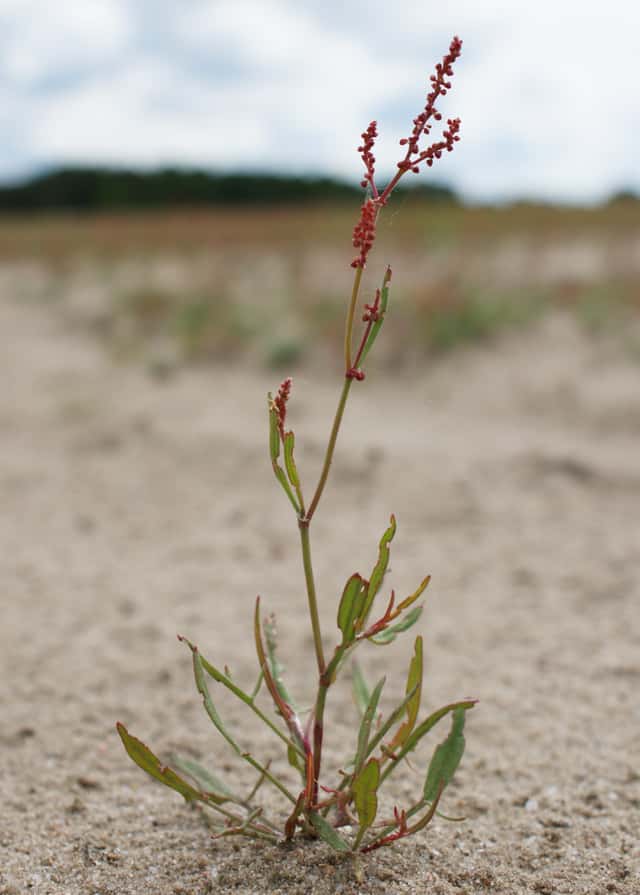 Sheep Sorrel