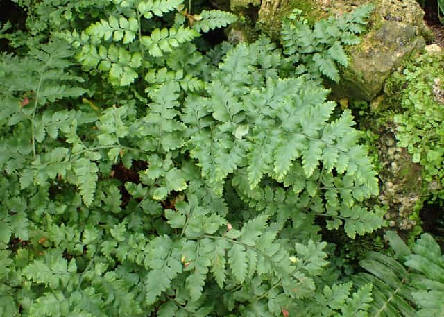 Rumohra adiantiformis