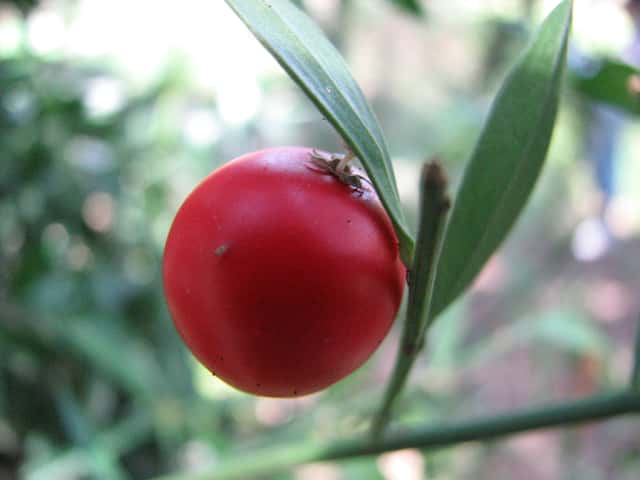 Ruscus / Gilbarbeira (gênero)