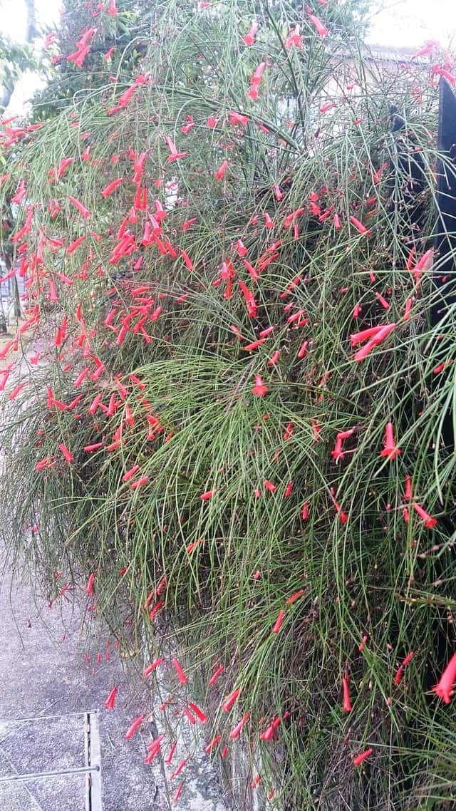 Planta Petardă