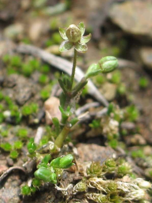 Sagina apetala