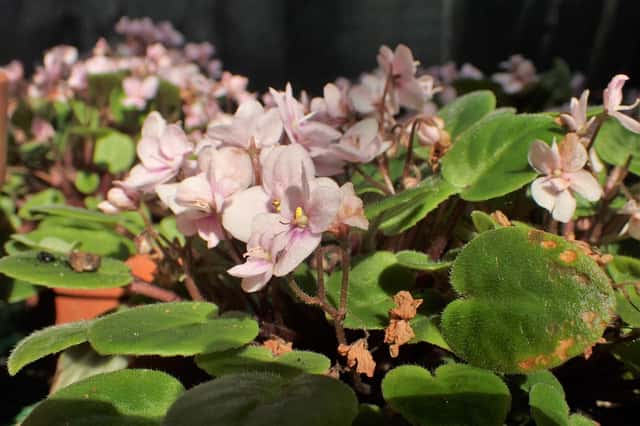 Violeta Africana