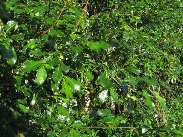Sauce de hoja de té