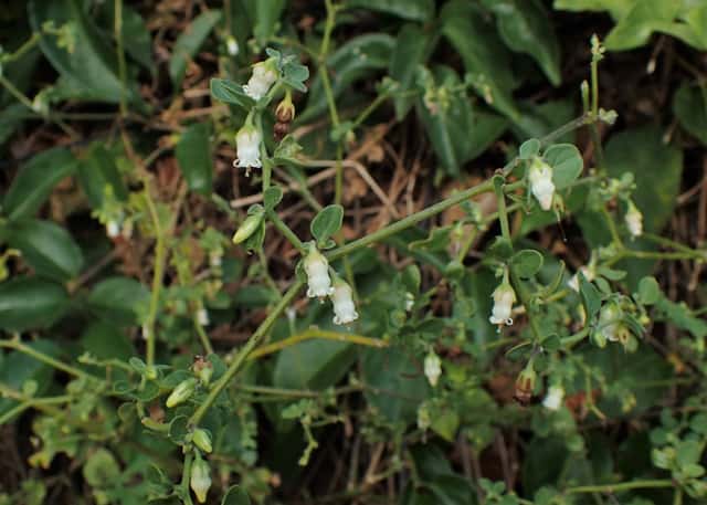 Salpikroa