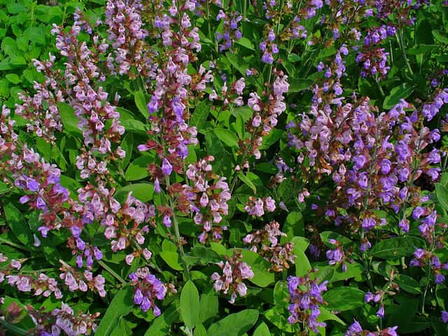 Sage