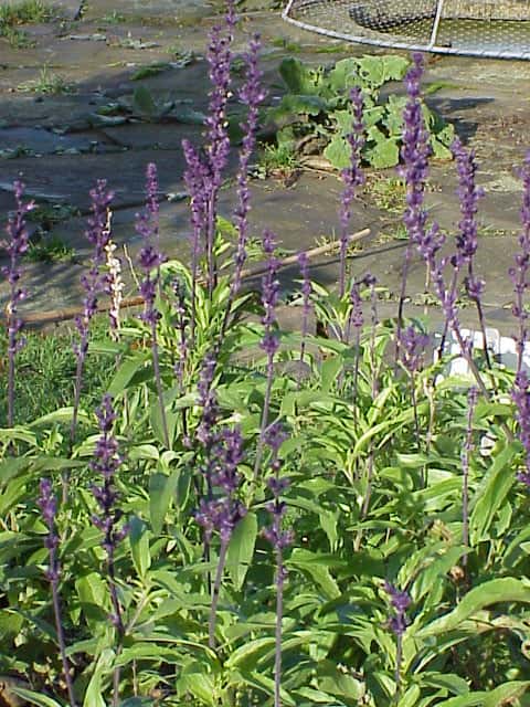 Mealycup Sage