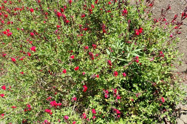 Salvia autunnale