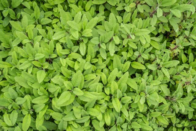 Garden Sage