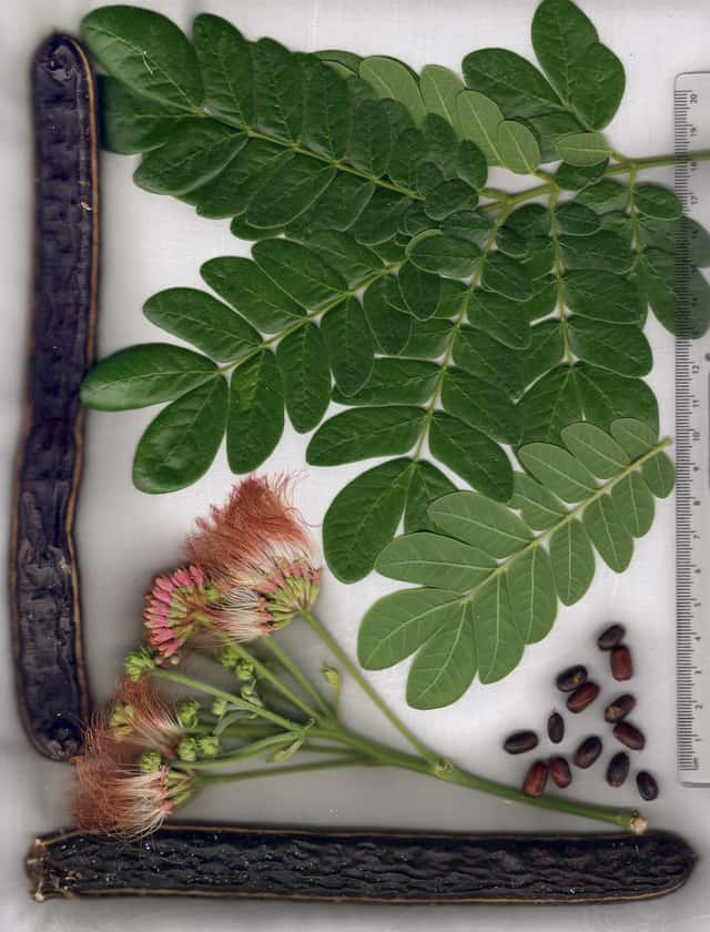 Samanea