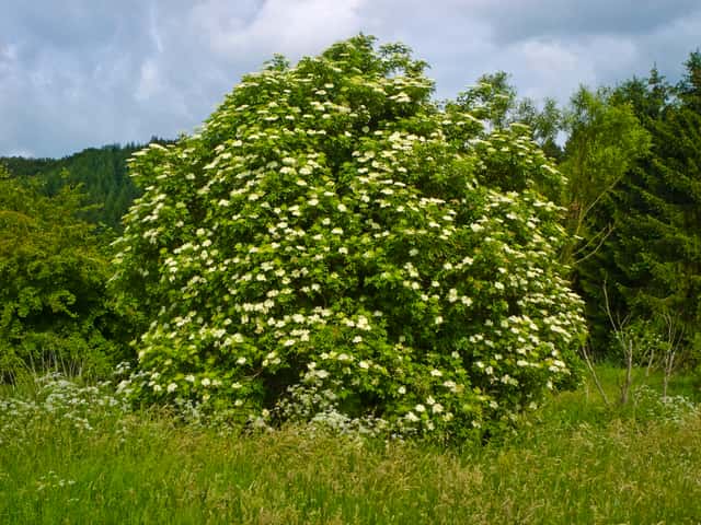 Sabugueiro