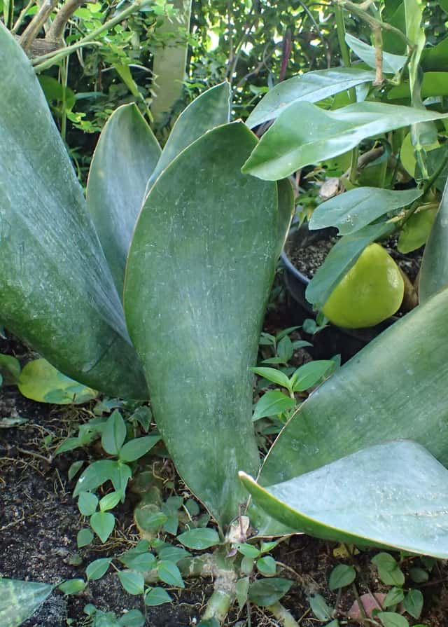 Espada-de-São-Jorge-da-Guiné