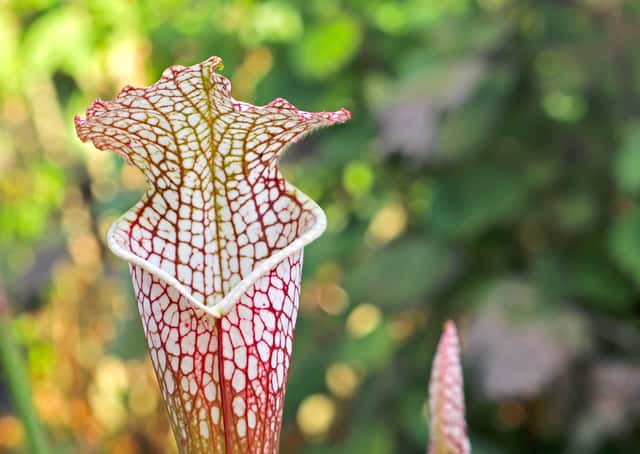 North American Pitcher Plant