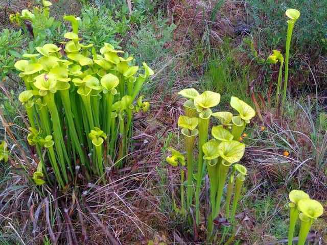 Planta-jarro-amarela
