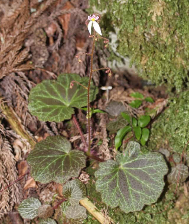 Begônia-morango