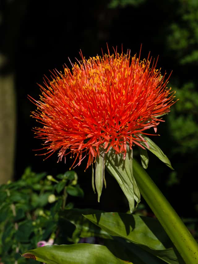 Bollilja