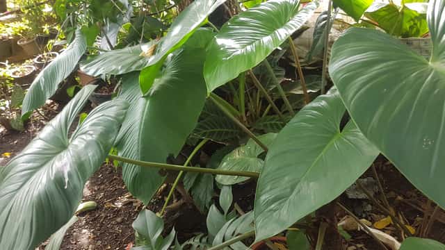 Schismatoglottis