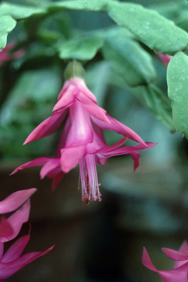 Christmas Cactus